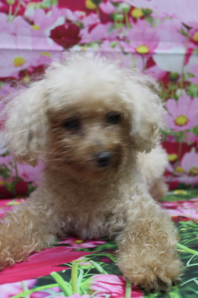 千葉県船橋市のトイプードルのトリミング前画像