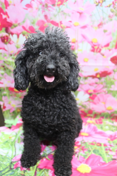 トイプードルブリーダーの成犬、トリミング前画像