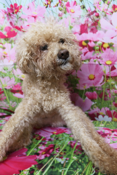 千葉県船橋市のトイプードルのトリミング前画像