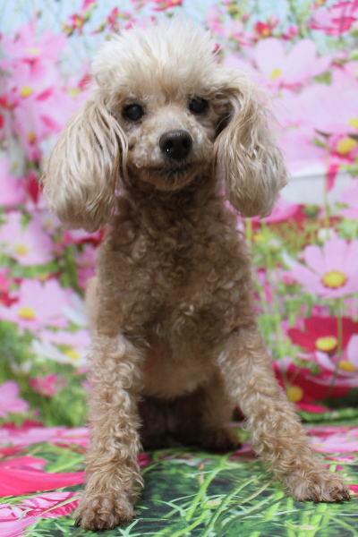 千葉県船橋市のトイプードルのトリミング前画像