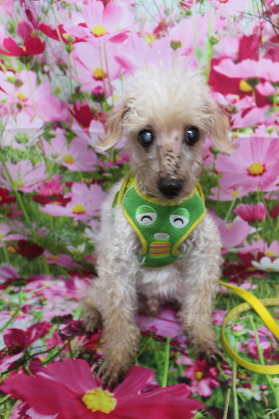 千葉県船橋市のトイプードルのトリミング前画像