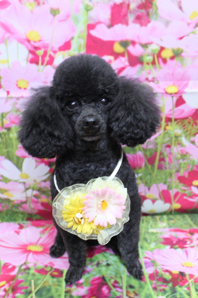 千葉県鎌ヶ谷市のトイプードルのトリミング画像