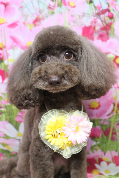 千葉県千葉市のトイプードルのトリミング画像