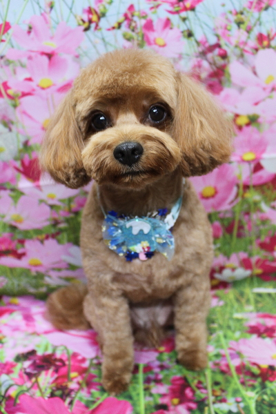 千葉県鎌ケ谷市のミックス犬のトリミング画像