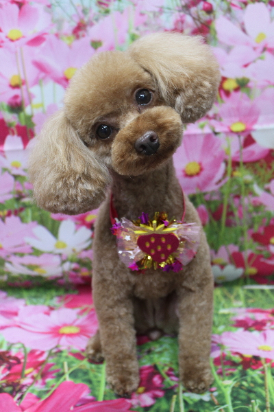 神奈川県横浜市のトイプードルのトリミング画像