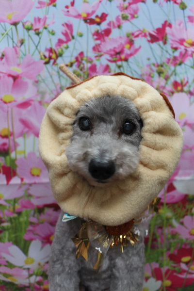 千葉県船橋市のトイプードルのトリミング画像