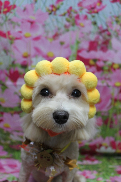 千葉県鎌ヶ谷市のミックス犬のトリミング画像