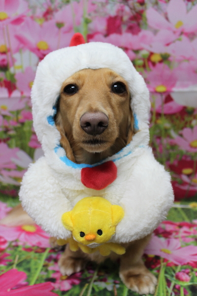 千葉県船橋市のミニチュアダックスのトリミング画像