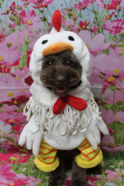 千葉県市川市のトイプードルのトリミング画像