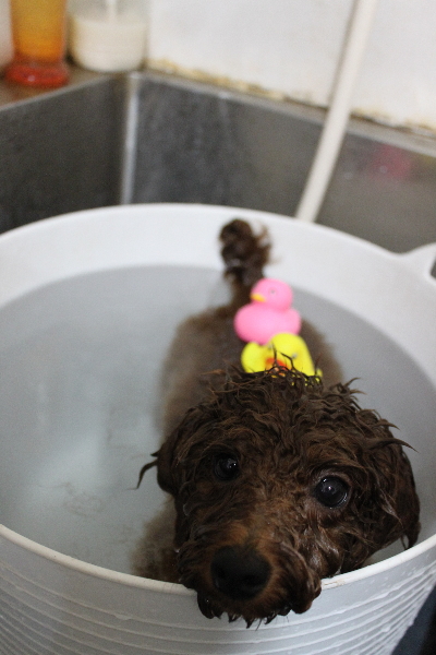 千葉県鎌ヶ谷市のトイプードルの炭酸泉画像