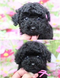 トイプードルブリーダーの子犬、トリミング画像