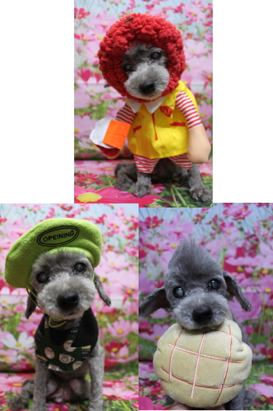 千葉県船橋市のトイプードルのトリミング画像