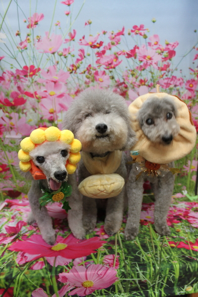 千葉県船橋市のトイプードルのトリミング画像