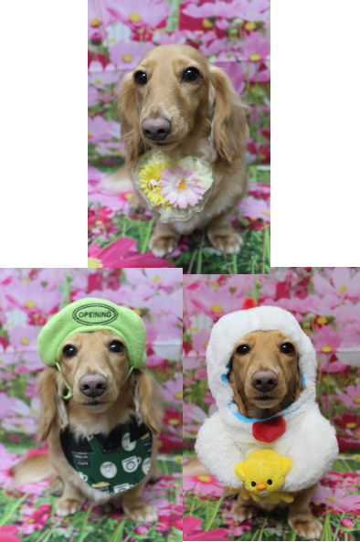 千葉県船橋市のミニチュアダックスのトリミング画像