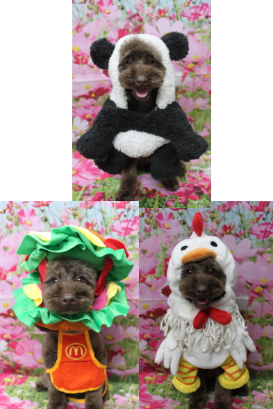 千葉県市川市のトイプードルのトリミング画像