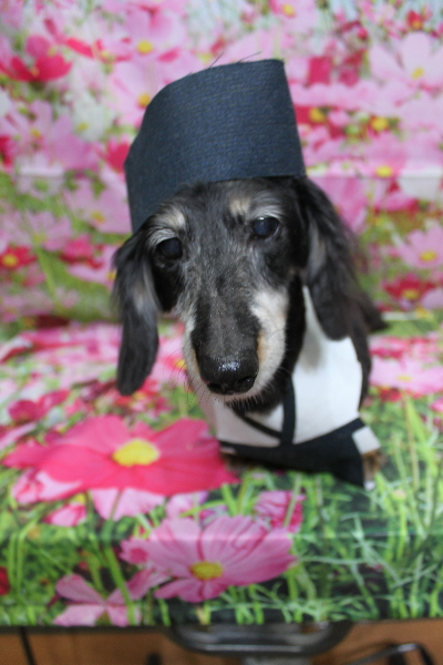 千葉県鎌ヶ谷市のミニチュアダックスのトリミング画像