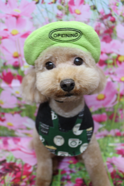 千葉県船橋市のトイプードルのトリミング画像