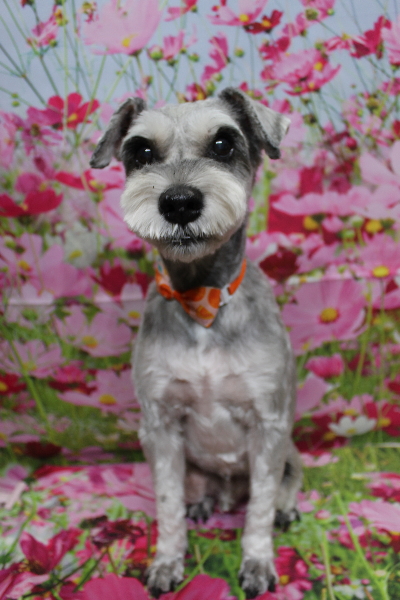 千葉県船橋市のミニチュアシュナウザーのトリミング画像