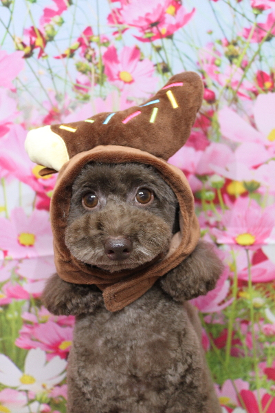 千葉県千葉市のトイプードルのトリミング画像