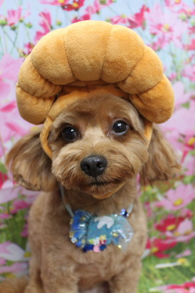 千葉県鎌ケ谷市のミックス犬のトリミング画像