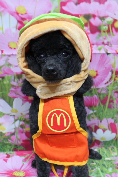 千葉県鎌ヶ谷市のトイプードルのトリミング画像