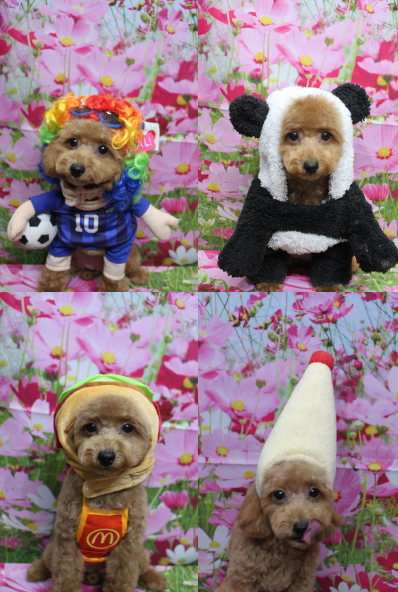 千葉県松戸市のトイプードルのトリミング画像