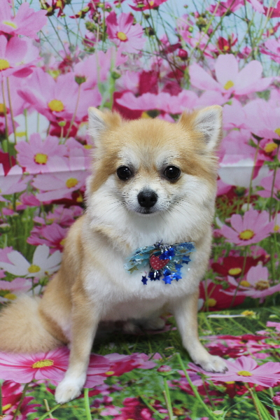 千葉県船橋市のミックス犬のトリミング画像