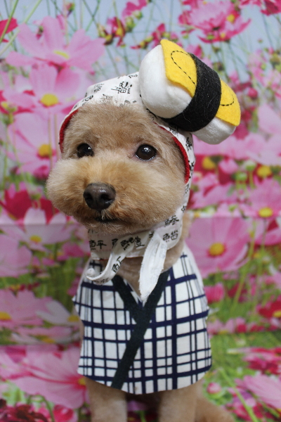 千葉県船橋市のトイプードルのトリミング画像