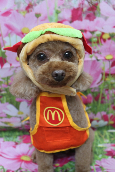 神奈川県横浜市のトイプードルのトリミング画像