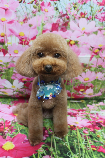 千葉県市川市のトイプードルのトリミング画像