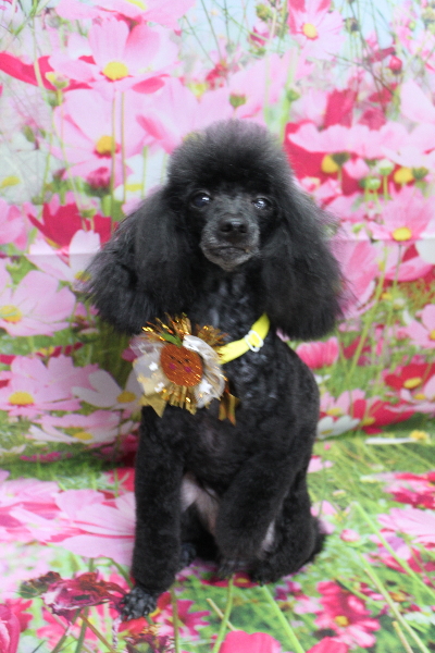 千葉県船橋市のトイプードルのトリミング画像