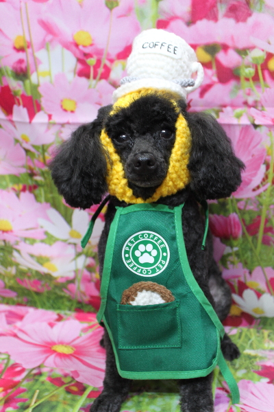 千葉県鎌ヶ谷市のトイプードルのトリミング画像