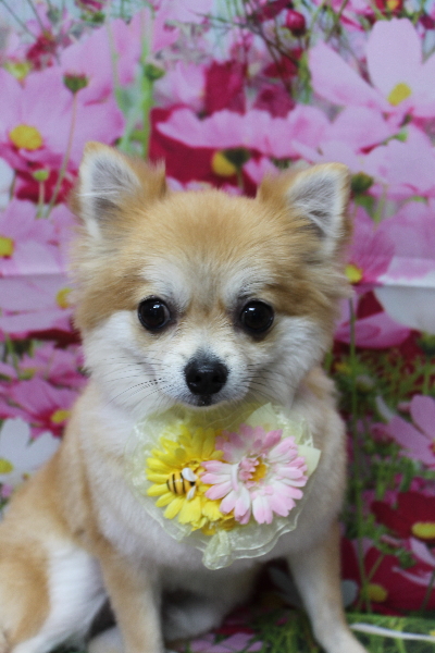 千葉県船橋市のミックス犬のトリミング画像