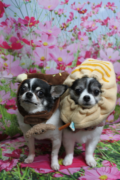 千葉県鎌ヶ谷市のチワワのトリミング画像