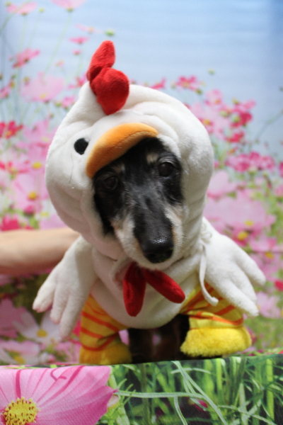 千葉県鎌ヶ谷市のミニチュアダックスのトリミング画像