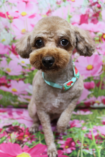 千葉県船橋市のトイプードルのトリミング画像