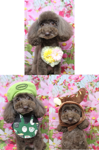 千葉県千葉市のトイプードルのトリミング画像