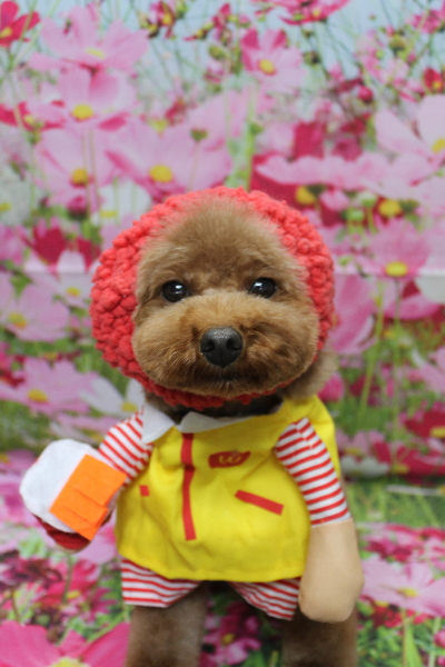 千葉県市川市のトイプードルのトリミング画像