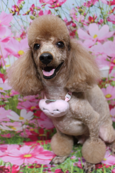 千葉県鎌ヶ谷市のトイプードルのトリミング画像