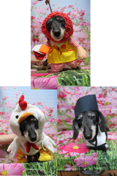 千葉県鎌ヶ谷市のミニチュアダックスのトリミング画像