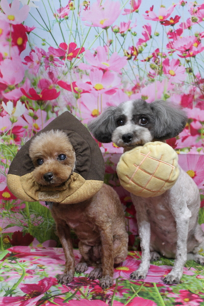 千葉県船橋市のトイプードルのトリミング画像