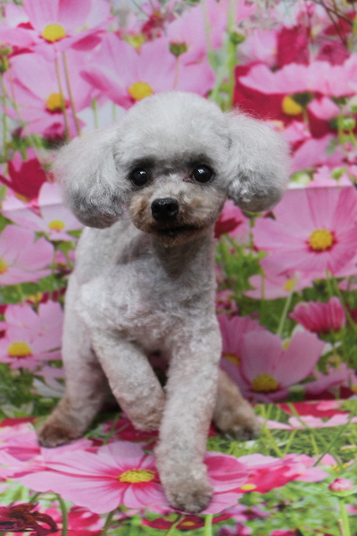 トイプードルブリーダーの成犬、トリミング画像