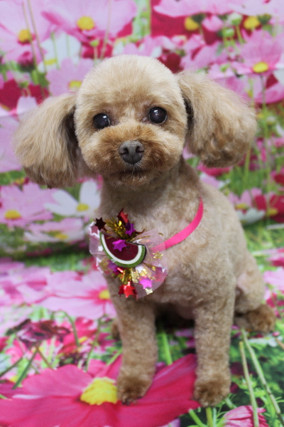 神奈川県横浜市のトイプードルのトリミング画像