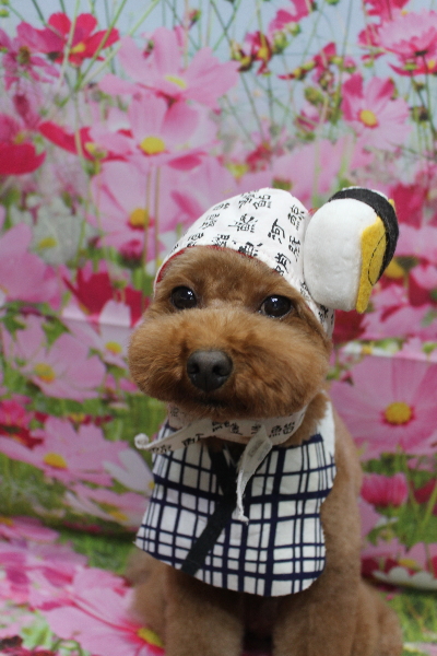 千葉県市川市のトイプードルのトリミング画像