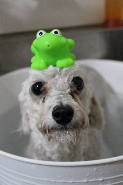 千葉県市川市のトイプードルの炭酸泉画像