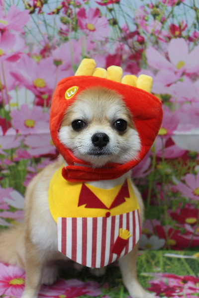 千葉県船橋市のミックス犬のトリミング画像