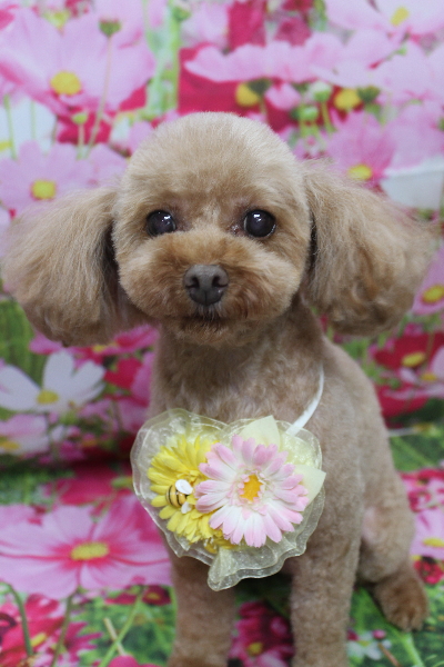 神奈川県横浜市のトイプードルのトリミング画像