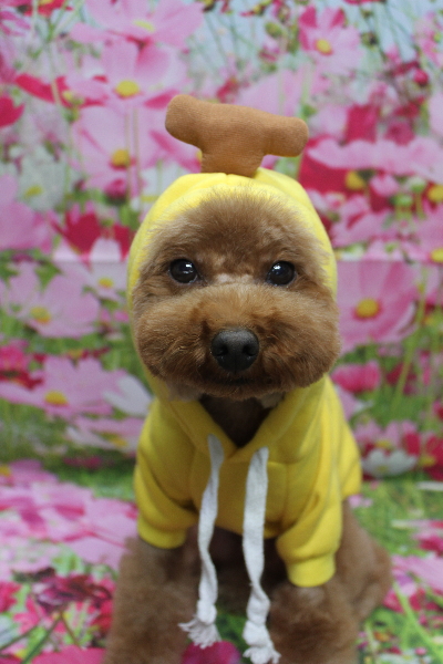 千葉県市川市のトイプードルのトリミング画像