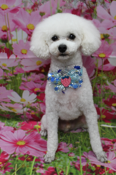 千葉県市川市のトイプードルのトリミング画像