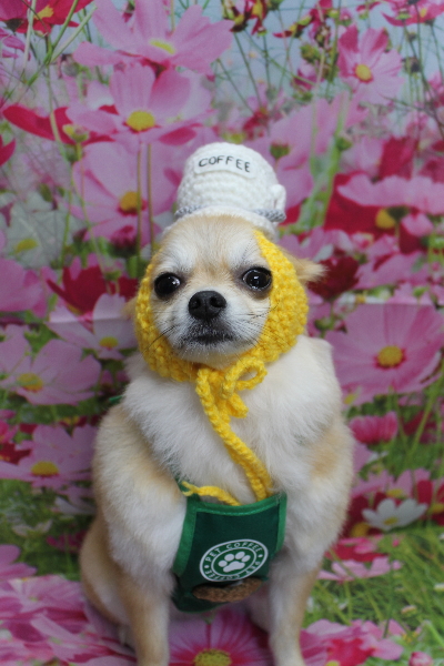 千葉県船橋市のミックス犬のトリミング画像